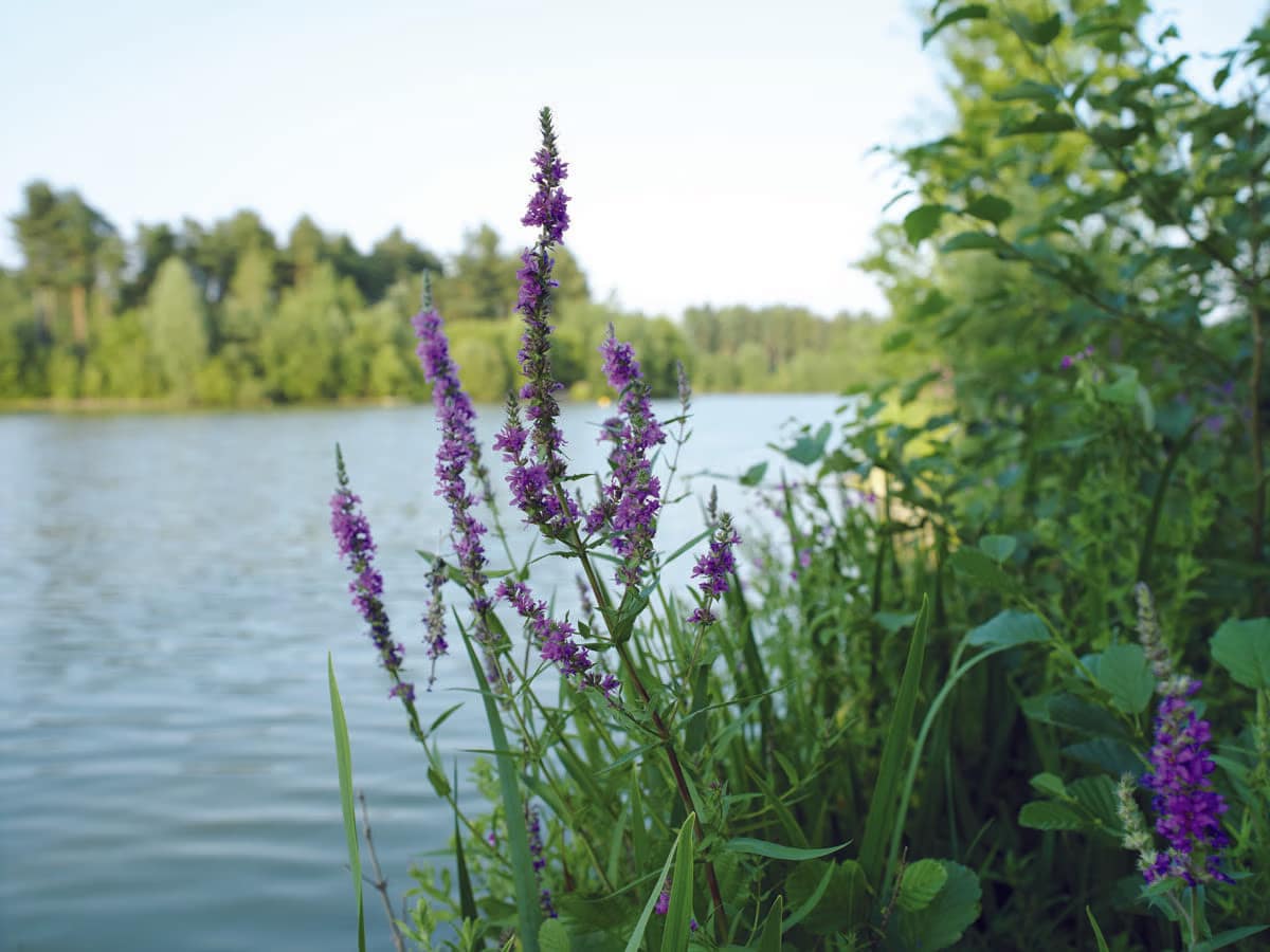 Bespoke landscape design, ecology, and strategic management services delivering excellence across the UK, Ireland, and beyond.