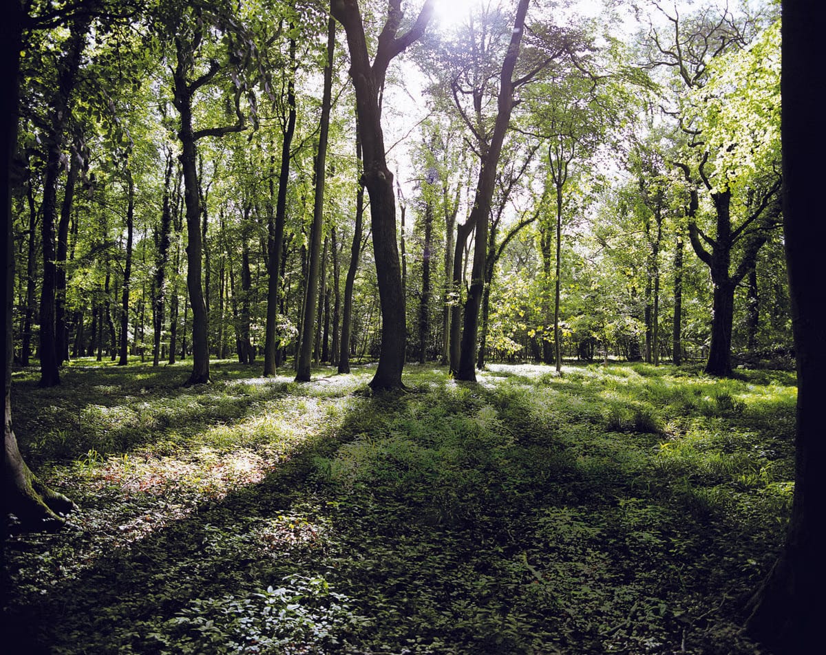 Bespoke landscape design, ecology, and strategic management services delivering excellence across the UK, Ireland, and beyond.